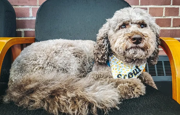Therapy Dogs Help Members Stress Less | YMCA of Greater Pittsburgh Therapy Dogs Help Members Stress Less | YMCA of Greater Pittsburgh